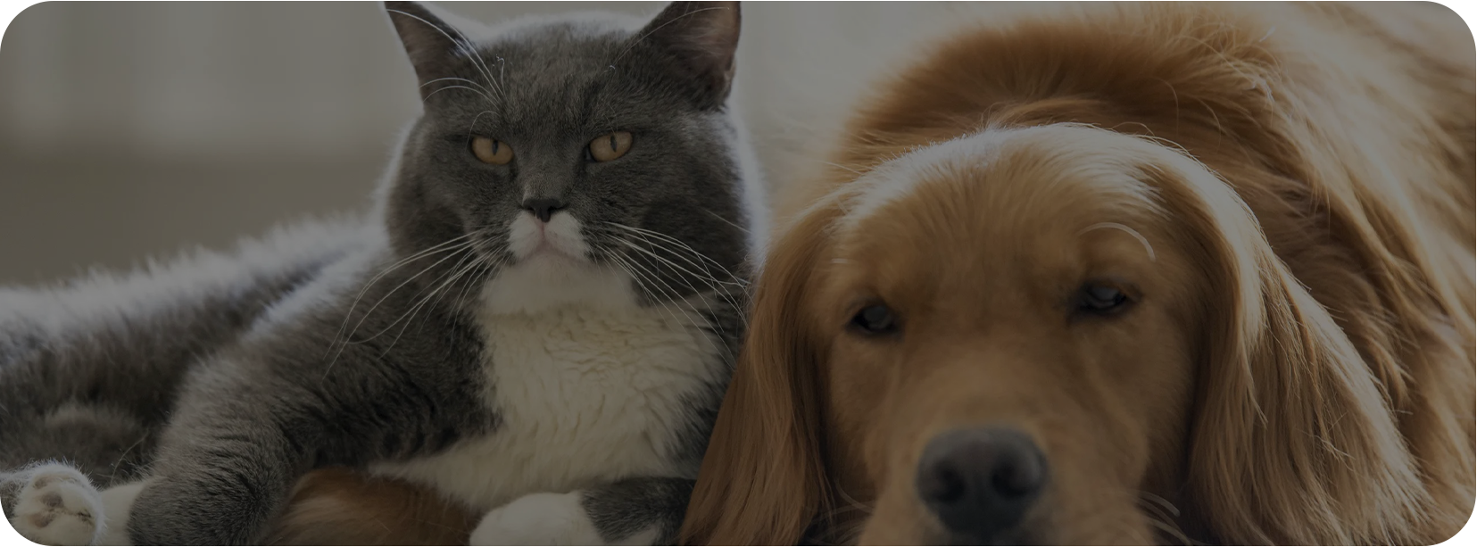 福建宠之家宠物用品有限公司